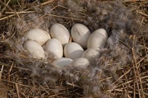 Grauwe gans nest met 12 eieren