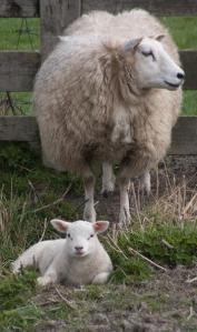 Moederschaap bewaakt lam