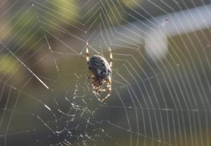 Spinnen(web)